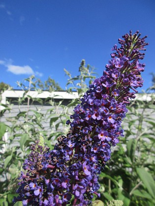 Syrenbuddleja {  } 