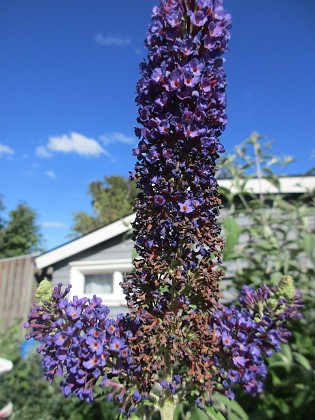 Syrenbuddleja 
                               