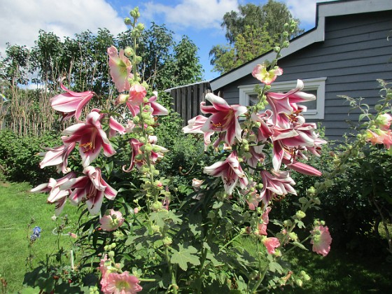 Trädlilja  
                                 
2022-07-26 Trädlilja_0130  
Granudden  
Färjestaden  
Öland