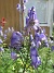                                (2022-07-26 Stormhatt_0090)