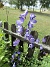                                 (2022-07-26 Stormhatt_0212)