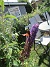                                 (2022-07-26 Syrenbuddleja_0039)