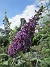                                 (2022-07-26 Syrenbuddleja_0050)