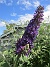 Syrenbuddleja  
                                 
2022-07-26 Syrenbuddleja_0132