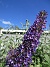                                 (2022-07-26 Syrenbuddleja_0186)