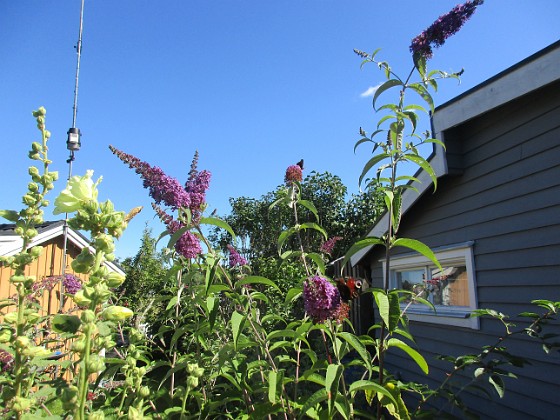 Syrenbuddleja 
                               