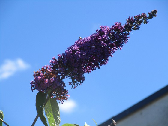 Syrenbuddleja 
                               