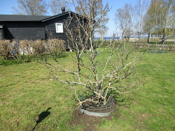 Inga blomskott ännu på min Magnolia.  
2023-05-09 IMG_0007  
Granudden  
Färjestaden  
Öland