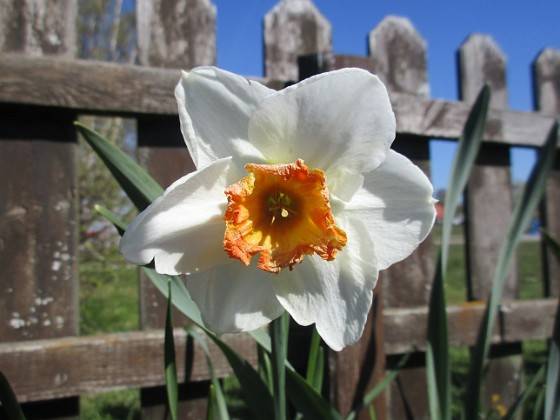 Narcisser  
                                 
2023-05-09 Narcisser_0021  
Granudden  
Färjestaden  
Öland