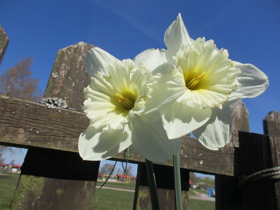 Narcisser  
                                 
2023-05-09 Narcisser_0054  
Granudden  
Färjestaden  
Öland