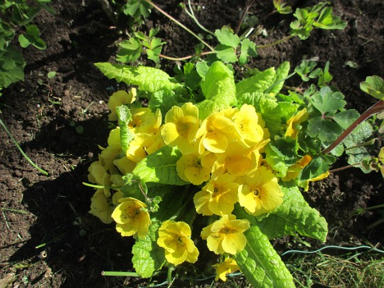 Primula