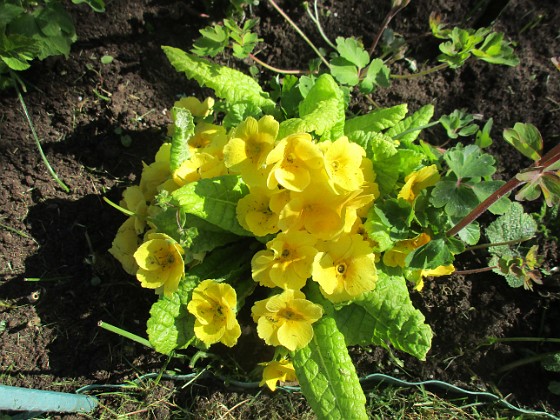 Primula {  } 