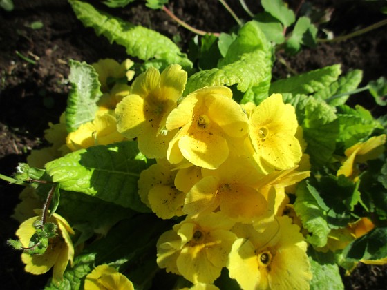 Primula 
                               