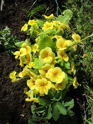 Primula 
                               