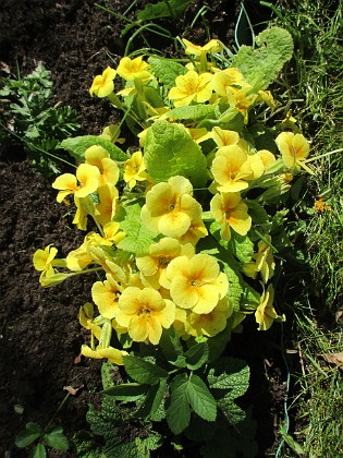 Primula