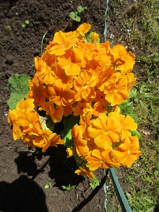 Primula 
                               