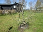 Inga blomskott ännu på min Magnolia. (2023-05-09 IMG_0007)