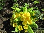 Primula