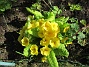                                 (2023-05-09 Primula_0033)