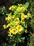                                 (2023-05-09 Primula_0036)