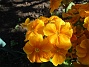 Primula