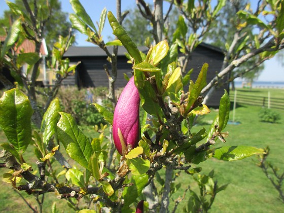 Magnolia 
                               