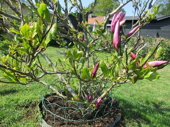 Magnolia  
                                 
2023-05-24 Magnolia_0041  
Granudden  
Färjestaden  
Öland