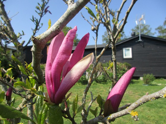 Magnolia 
                               