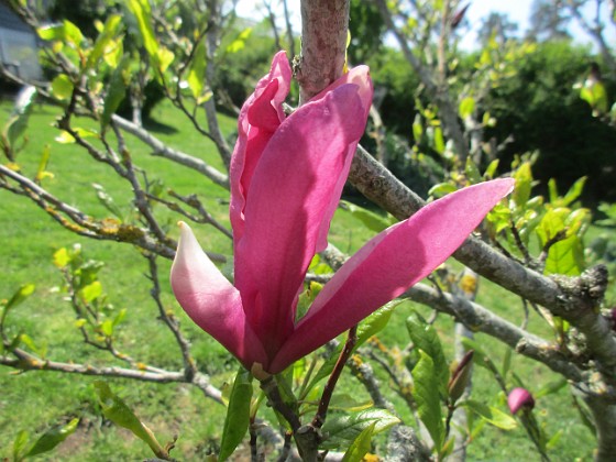 Magnolia