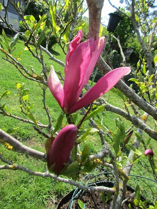 Magnolia 
                               