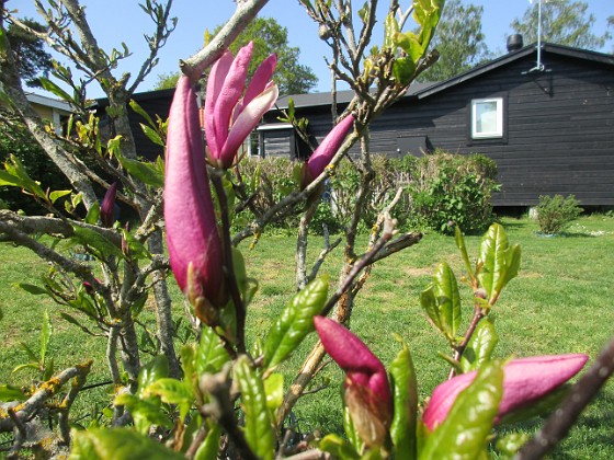 Magnolia  
                                 
2023-05-24 Magnolia_0045  
Granudden  
Färjestaden  
Öland