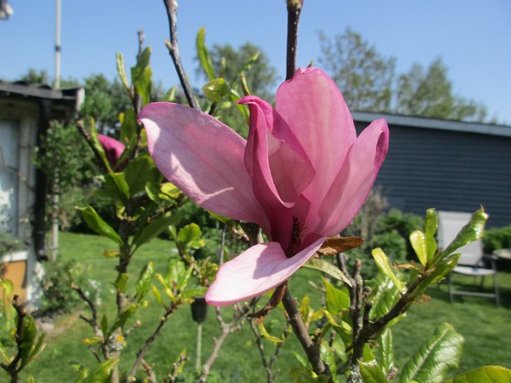 Magnolia