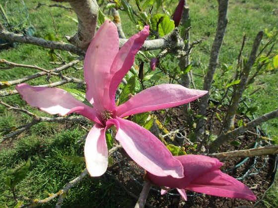 Magnolia {  } 
