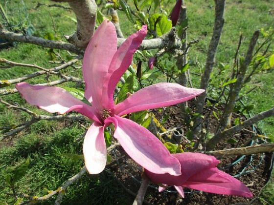 Magnolia