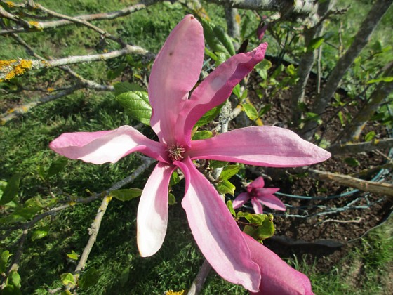 Magnolia