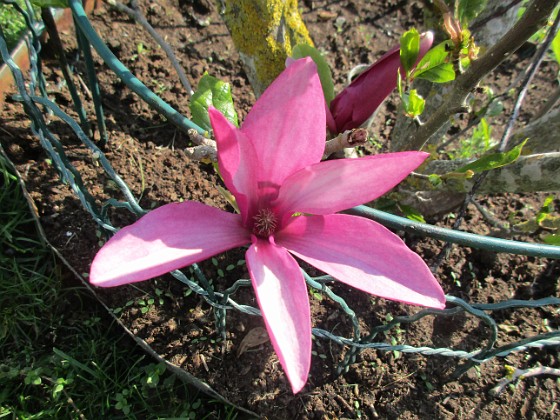 Magnolia  
                                 
2023-05-24 Magnolia_0087  
Granudden  
Färjestaden  
Öland