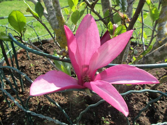 Magnolia  
                                 
2023-05-24 Magnolia_0089  
Granudden  
Färjestaden  
Öland