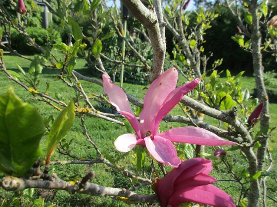 Magnolia 
                               