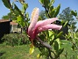                                 (2023-05-24 Magnolia_0039)