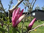 Magnolia  
                                 
2023-05-24 Magnolia_0042
