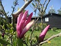                                 (2023-05-24 Magnolia_0042)