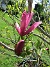 Magnolia  
                                 
2023-05-24 Magnolia_0044