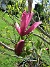                                 (2023-05-24 Magnolia_0044)