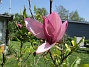                                 (2023-05-24 Magnolia_0081)