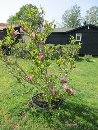 Magnolia  
                                 
2023-05-27 Magnolia_0001  
Granudden  
Färjestaden  
Öland