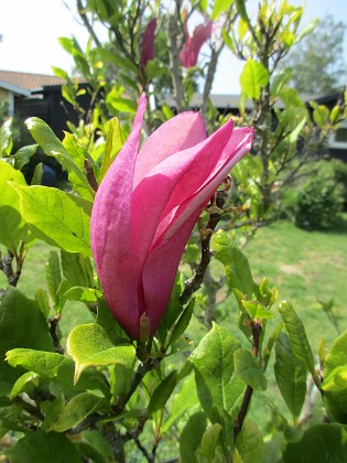 Magnolia 
                               