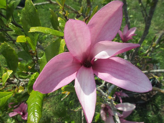 Magnolia 
                               