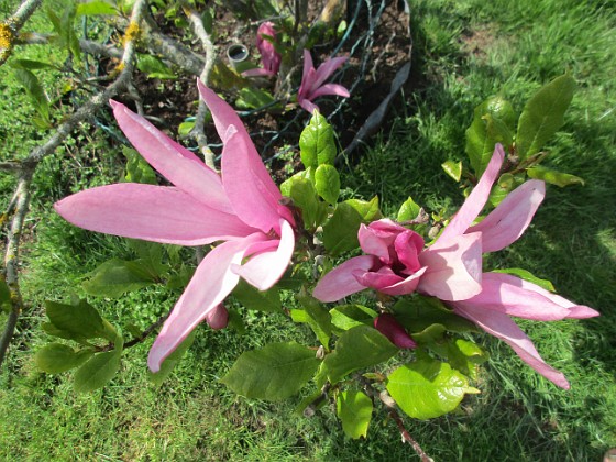 Magnolia  
                                 
2023-05-27 Magnolia_0004  
Granudden  
Färjestaden  
Öland