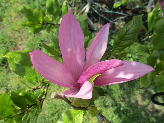 Magnolia