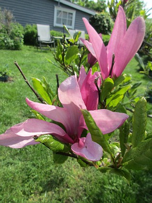 Magnolia